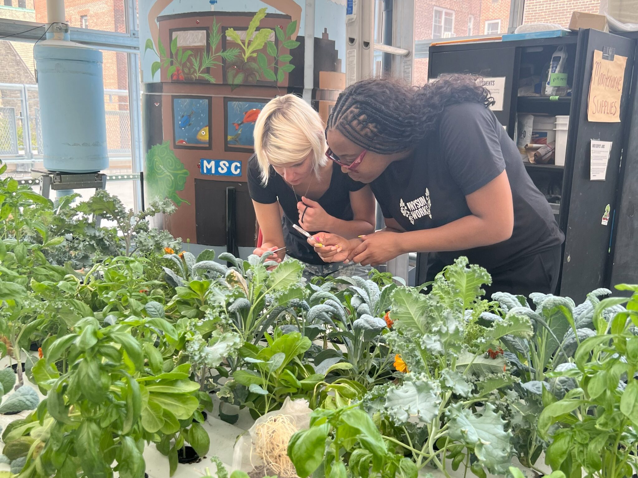 two ny sun works staff members take a close look at plants growing in a hydroponic NFT system using handheld magnifying lenses