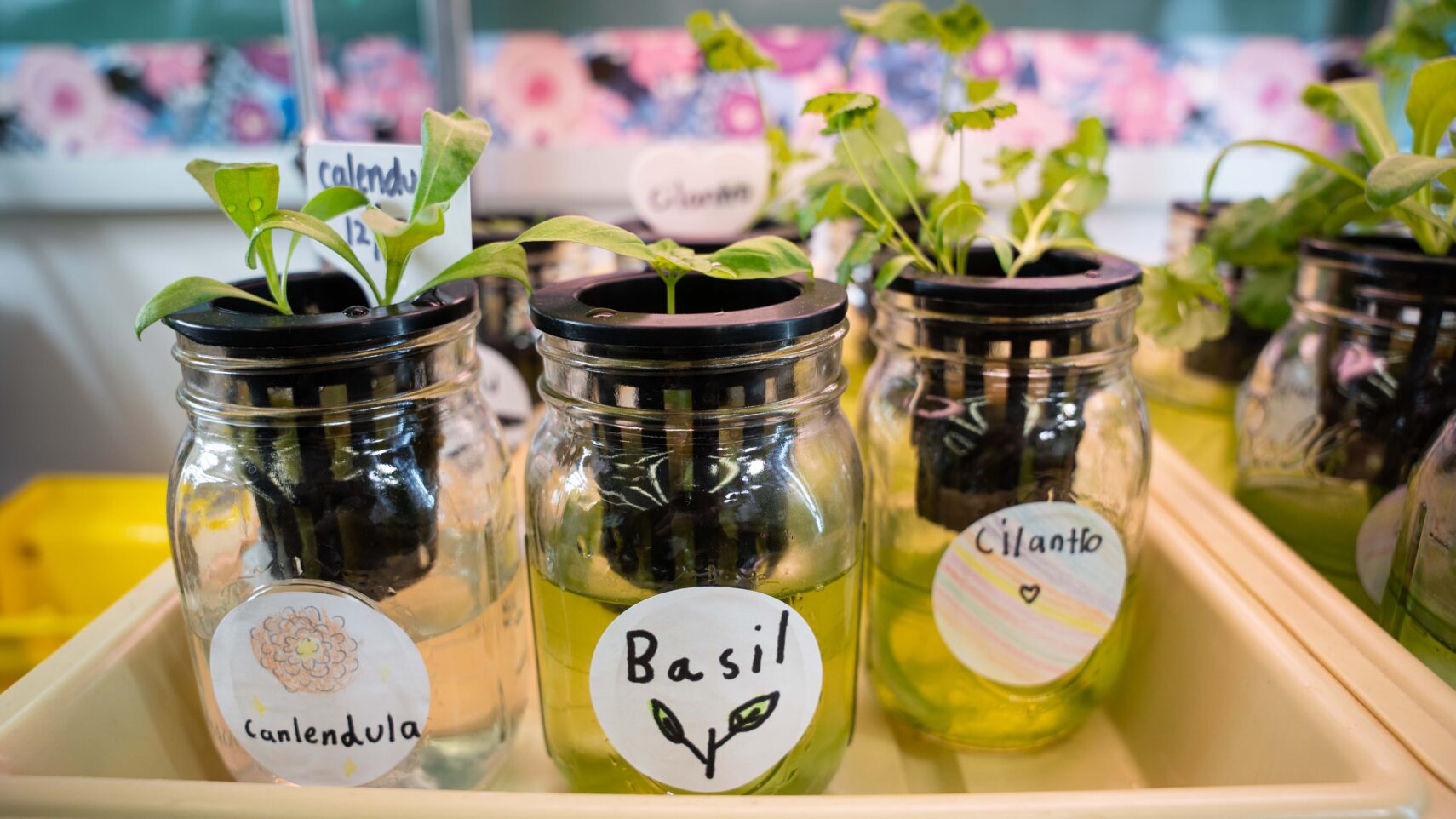 Three plants in jars